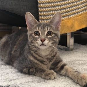 Meet your Posher, Charles-antoine